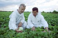 Zu Tisch ... – David Biscarrat überprüft mit Imker Laurent Horie den Fortschritt der Bestäubung der Melonenpflanzen.