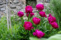 Garten & Lecker – Im modernen Barockgarten blühen auf rund 1000 Quadratmetern Pfingstrosen, Schwertlilien und Zierlauch um die Wette.