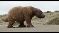 Giganten der Urzeit – So groß wie ein Elefant: das riesige, ausgestorbene Urzeit-Faultier Megatherium.