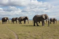 Feindselige Erde – KENYA - Elephant herd in Amboseli National Park.