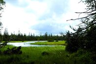 Der Schwarzwald – Hochmoor im Schwarzwald