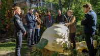SOKO Wismar – Der leidenschaftliche Kürbiszüchter Ole Janson (Jens Schäfer, 2.v.l.) und seine Frau Birgit (Jessica Kosmalla, 3.v.l.) trauern um ihren über 500 Kilogramm schweren Kürbis. Es scheint als sei dies erstmal kein Fall für die SOKO Wismar. Doch noch ahnen die Ermittler um Karoline Joost (Nike Fuhrmann, M.), Lars Pöhlmann (Dominic Boeer, 3.v.r.) und Paula Moorkamp (Stella Hinrichs, l.) und Eddi Jansons (Gustavs Gailus, r.) nicht, dass es in diesem Fall um weitaus mehr als den Anschlag auf einen gigantischen Kürbis geht.
