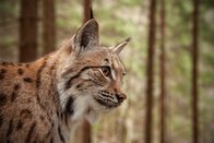 Heimatleuchten – Detaillierte Nahaufnahme eines erwachsenen Luchses im Herbstwald mit unscharfem Hintergrund.