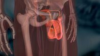 Geheimnisse der Evolution – 3D-Darstellung des männlichen Genitals. Unsere Fortpflanzungsorgane sind vor über 300 Millionen Jahren unter Wasser entstanden.