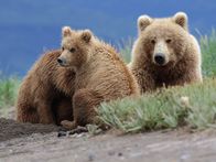 Servus Reportage – Braunbär (Ursus Arctos) mit Jungen im Katmai National Park, Alaska, USA