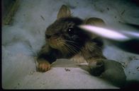 Mäusejagd – Mit findigem Einfallsreichtum verteidigt eine kleine Maus ihr lebenslanges Wohnrecht in einem alten Anwesen ...