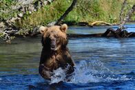 Expedition am Limit – Grizzly