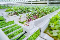 P.M. Wissen – Eine Vertical Farm in Amsterdam: möglichst platzsparend werden die Pflanzen hier in langen, übereinander angeordneten Kästen angebaut. In der Anbauhalle kann das Klima vollständig kontrolliert werden.