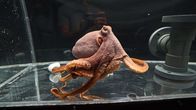 Mensch vs. Krake – Mithilfe von gezielten Muskelkontraktionen und der Steuerung tausender kleiner Pigmentzellen in ihrer Haut, ist es Kraken möglich, binnen eines Augenblicks Farbe, Musterung und sogar die Struktur ihrer Haut zu ändern.