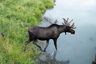 Alaskas Wildtier-Retter – Arnold, a male moose, walks around his enclosure at the Alaska Wildlife Conservation Center. (National Geographic)