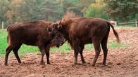 Hanseblick – Im Herzen Mecklenburgs gelegen ein Refugium für wilde Tiere, Fledermäuse und Naturfreunde. 60 Seen mit klarem Wasser gibt es hier. Die größten Säugetiere Europas, die Wisente, leben im Reservat Dammerower Werder.