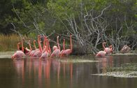 Wilde Inseln – Der Kuba-Flamingo ist seinem Partner ein Leben lang treu.