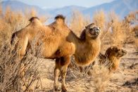 Ein perfekter Planet – Wild lebende Kamele in der Wüste Gobi sind vor allem im Winter davon abhängig, dass der Wind ihnen Trinkwasser bringt.