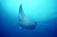 Amerika - Wildes Land – Mobula Ray, Baja California, Mexico