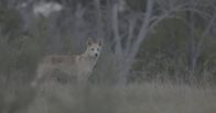Waffen der Tiere – Waffen der Tiere