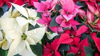 Wie geht das? – Auffällig sind beim Weihnachtsstern nicht die kleinen Blüten, sondern die bunten Hochblätter rund herum