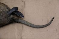 Tierische Eroberer – Fr, 26.04., 01:30 Uhr