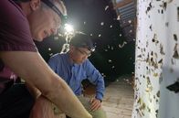 Insekten - Die heimlichen Herrscher – Sa, 11.10., 12:30 Uhr