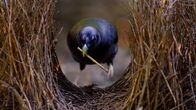 Tierische Überflieger – Der Laubenvögel errichtet einen prachtvollen Balzplatz aus Hunderten von Zweigen.