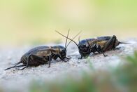 Animal Fight Club – Fr, 21.08., 06:05 Uhr