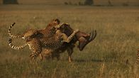 Im Leben einer Gepardin – Male cheetahs take down a Topi. (Wildlife Films/Luke Cormack)