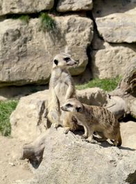 Giraffe, Erdmännchen & Co. – Die Kronberger Erdmännchen sind eine eingeschworene Truppe.