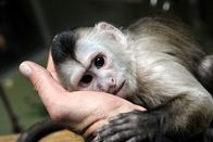 Panda, Gorilla & Co. – ARD/rbb PANDA, GORILLA & CO., TEIL 247, "Geschichten aus dem Zoo Berlin und Tierpark Berlin" Uhr im ERSTEN. Beim Kapuzineräffchen Sina ist der Abnabelungsprozess von den Tierpflegern noch immer in vollem Gange. Täglich wird mit dem fünf Monate alten Flaschenkind das Alleinsein trainiert.