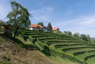 Heimatleuchten – Aufnahme von Weinbergen und Hof für ServusTVs "Heimatleuchten - Heurigen" in Leutschach, Steiermark, Österreich am 26.06.2024.