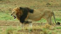Geborene Jäger – A lion patrolling the african savannah, roaring.