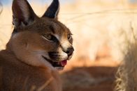 Im Schatten der Großkatzen – A close-up of a caracal. (Earth Touch)