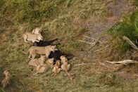 Duell am Okawango – DUBA PLAINS, OKAVANGO DELTA, BOTSWANA: A lion pride hunts a buffalo, a rich source of calories for the predators. (Photo Credit: