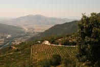 GEO Reportage – Rapsani-Wein gibt es in drei Qualitätsstufen. Aus den höchsten Lagen kommt der beste Wein, der "Grande Reserve".