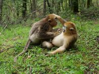 Chinas wilde Königreiche – SHENNONGJIA NATIONAL NATURE RESERVE, CHINA - Two sub-adult males play-wrestle.