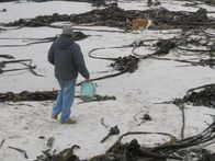 Geheimakte Wildnis – Wally Peterson, the Projects Manager for the Kommetjie Environmental Awareness Group, KEAG on Long Beach with his dog.