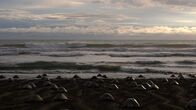 Big Pacific – Zur Eiablage kommen hunderte Schildkröten gleichzeitig an einen Strand bei Ostional in Costa Rica.