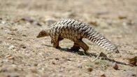 WELTjournal + – Das Pangolin, das Gürteltier, ist als möglicher tierischer Zwischenwirt des Coronavirus von der Fledermaus zum Menschen in den Fokus der Wissenschaftler gerückt.