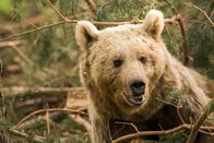 Universum – Europäischer Braunbär, in der Nähe von Sarikamis, Osttürkei. Die Wälder hier beheimatet eine der höchsten Populationsdichte von Braunbären. Unsere Kameras halfen Wissenschaftlern zu verstehen, wie die Bären überleben und wie sie miteinander interagieren.