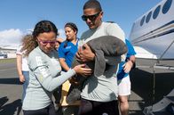 GEO Reportage – In Puerto Rico hat ein Team von Wissenschaftlern und Freiwilligen ein Ziel: verletzte Seekühe zu heilen, bis sie in ihre natürliche Umgebung zurückkehren können.