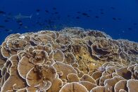 Die Rückkehr der Korallen – Im Mai 2023 besuchte Pristine Seas die südlichen Line Islands, ihr erstes Ziel im Rahmen der globalen Expedition. Das Team reiste zu den Inseln Flint, Vostok und Millennium, um das Ökosystem zu untersuchen und mehr über die Widerstandsfähigkeit der Riffe zu erfahren. (Foto von Manu San Félix / National Geographic Pristine Seas)