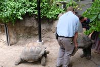 Bronx Zoo - Tierpark der Superlative – L-R: Kevin Hills and Andrew Kathriner carefully move the tortoise around another.
