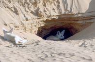 Wildes Marokko – Die Dünenlandschaft Erg Chebbi im Südosten Marokkos ist die Heimat der Fenneks. Die riesigen Ohren der sandfarbenen Wüstenfüchse leiten die sengende Hitze Marokkos ab.