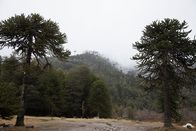Wildes Chile – Chile - Die uralten Giganten der Affenpuzzle-Wälder.