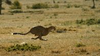 Im Leben einer Gepardin – A female cheetah runs at full speed. (Wildlife Films/Luke Cormack)