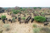 Mission Wildnis – Elefanten aus dem Südwesten Sambias wandern über neue Wildkorridore im KaZa-Schutzgebiet zum Fluss Sambesi.