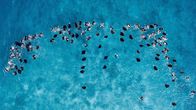 Planet der Liebe – Eine der größten Versammlungen von Mantarochen, die jemals gefilmt wurde.