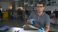 When Sharks Attack - Hai-Alarm – TAMPA, FLA.- Dr. Dan Huber dissects a shark eye in lab. (Photo credit: National Geographic Channels/Dane Lawing)