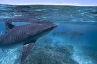 Das Große Barriere Riff – Tigerhai im Flachwasser vor Raine Island, Großes Barriere Riff.