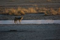 Wildes Afrika – Kalahari-Wüste, Südafrika - Kojote.