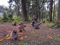 Mei liabste Weis – Franz Posch am Affenberg – rund 180 Japanmakaken leben hier wie in freier Wildbahn.
