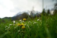 P.M. Wissen – Was macht die „perfekte“ Weide aus?